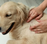 Zecche: come proteggere al meglio i nostri cani e noi stessi e a cosa prestare attenzione